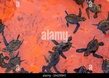 Babyschildkröte schwimmt im Behälter. Indonesisch nennen es Tukik Stockfoto