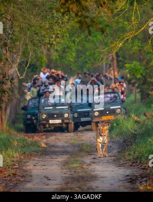 Wilder weiblicher Tiger panthera tigris Straßensperre Showstopper auf einem Morgenspaziergang durch das Territorium und verschwommene Safari-Fahrzeuge Touristen nach dem Pilibhit indien Stockfoto