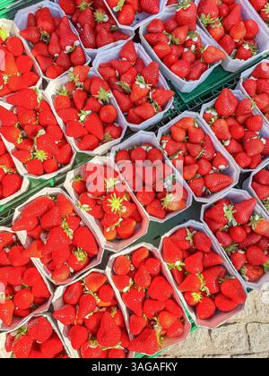 Frische rote Erdbeeren in Tabletts auf dem Outdoor-Markt, Reife Beeren, gesundes Essen. Hochwertige Fotos Stockfoto