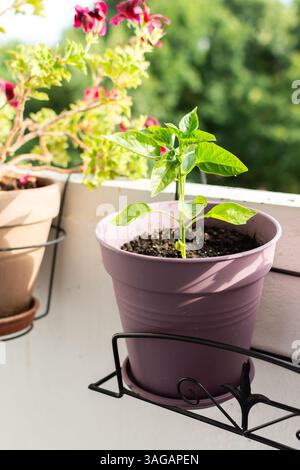 Nutzen Sie die städtische Landwirtschaft, indem Sie frisches, nahrhaftes Gemüse wie Paprika auf Ihrem Balkon oder auf Ihrer Terrasse anbauen, mit einer Nahaufnahme von lebendigem Laub in einem Topf, ID Stockfoto