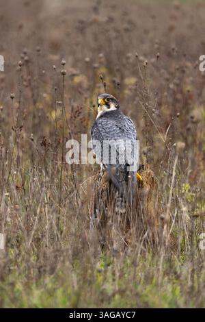 Lanner Falke Falco biarmicus (Gefangenschaft), erwachsener Mann auf dem Grasland, Hawk Conservancy Trust, Hampshire, Großbritannien, Oktober Stockfoto
