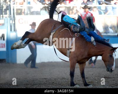 Juni 2012 - Reno, Nevada, USA - Bareback-Fahrer Orin Larsen von Twin Falls, ID Rides Fox beim Reno Rodeo in Reno, NV. (Kreditbild: © Matt Cohen/ZUMAPRESS.com) Stockfoto