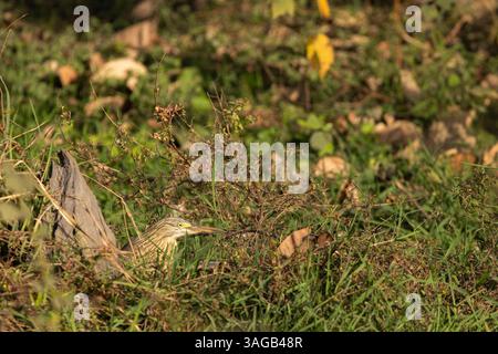 Räucherreiher Ardeola ralloides, auf der Suche nach Marsch, Néma Bâ, Republik Senegal, Februar Stockfoto