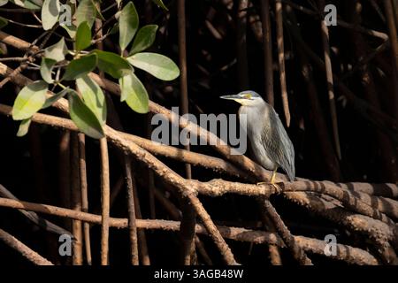 Streifenreiher Butorides striata, hoch in Mangroven, Bandiab River, Republik Senegal, Februar Stockfoto
