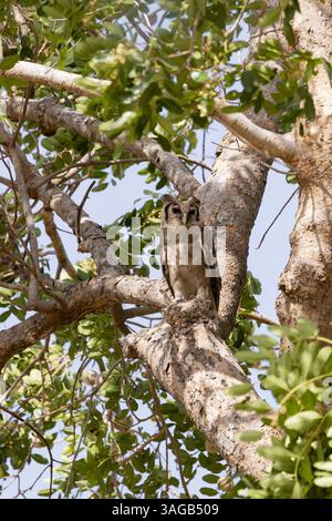 Ketupa lactea, erwachsener Eulenadler von Verreaux im Baum, Keur Malick Fady, Toubakouta, Republik Senegal, Februar Stockfoto