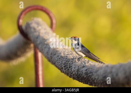 Drahtschwalbe Hirundo smithii, Erwachsener auf einem Seil, Keur Saloum, Toubakouta, Republik Senegal, Februar Stockfoto