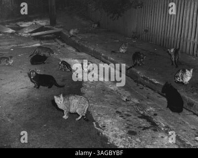 Mehr als 50 Katzen - einige davon oben abgebildet - haben sich auf dem Gelände des St. Luke's Hospital in Darlinghurst niedergelassen. Patienten und Pflegekräfte können wegen ihres Lärms nicht schlafen. Eine unbekannte ältere Frau hat die Katzen angezogen, indem sie jeden Nachmittag Fleisch in die Nähe der Krankenhaustore legte. Die Katzen brüten schnell. St. Luke's Personal glaubt, dass 200 Katzen in drei Monaten dort sein werden. Das Krankenhaus hat vergeblich den Stadtrat und die RSPCA um Hilfe gebeten. August 1951. Stockfoto