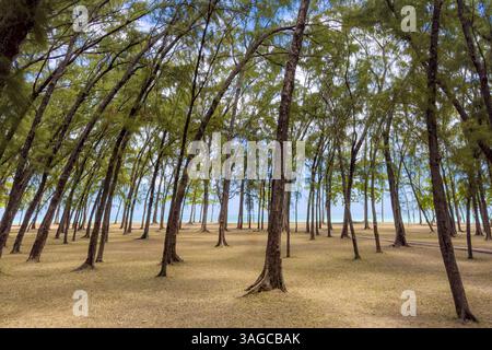 Wunderschöne Baumallee am Mont Choisy Beach, Mauritius Island im indischen Ozean Stockfoto