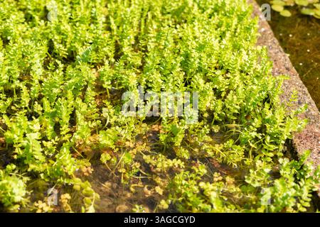 St. Gallen, Schweiz, 7. Juni 2024 Apium repens oder kriechende Marschkrautpflanze im botanischen Garten Stockfoto