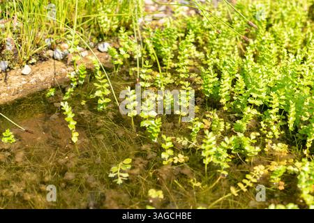 St. Gallen, Schweiz, 7. Juni 2024 Apium repens oder kriechende Marschkrautpflanze im botanischen Garten Stockfoto