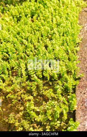 St. Gallen, Schweiz, 7. Juni 2024 Apium repens oder kriechende Marschkrautpflanze im botanischen Garten Stockfoto
