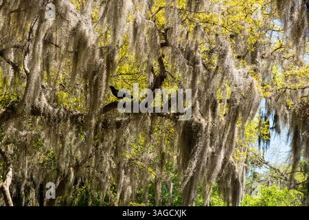Am Middleton Place, einer historischen Plantage in Charleston, South Carolina, erstrecken sich lebende, mit spanischem Moos bedeckte Eichenbäume in den Himmel. Stockfoto