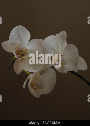 Nahaufnahme von Blumen auf weißgrauem Hintergrund Stockfoto