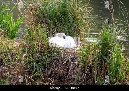 London, England, Großbritannien. April 2025. White Swan nistet am See in St. James Park City of Westminster Credit: Richard Lincoln/Alamy Live News Stockfoto