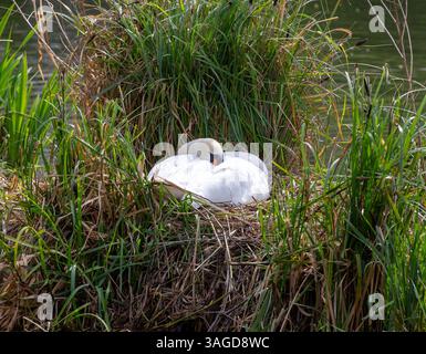 London, England, Großbritannien. April 2025. White Swan nistet am See in St. James Park City of Westminster Credit: Richard Lincoln/Alamy Live News Stockfoto