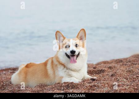 Ein Corgi liegt bequem am Sandstrand mit dem Meer im Hintergrund. Der Hund sieht zufrieden aus und genießt einen friedlichen Tag am Wasser. Stockfoto