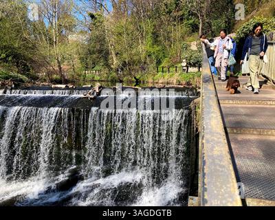 Edinburgh, Schottland, Großbritannien. April 2025. Das herrliche sonnige Wetter setzt sich durch die Stadt fort, wobei Einheimische und Besucher gleichermaßen die üblichen Hotspots treffen. Weir und Wasserfall im Dean Village. Quelle: Craig Brown/Alamy Live News Stockfoto