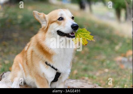 Der niedliche walisische Corgi-Hund trägt ein Gurtzeug und hält grün-gelbes Ahornblatt im Mund. Der Hund schaut zur Seite. Im Park mit weicher natürlicher Leichtigkeit aufgenommen Stockfoto