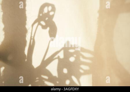 Der Schatten an der Wand von der Monstera-Affenmaske gemischt Pflanze. Minimalistisches Design, natürliche Elemente. Mit Platz zum Kopieren, dem Hintergrund für Ihre Konstruktion. Hochwertige Fotos Stockfoto