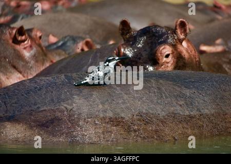 Nilpferd mit Baby im Wasser in einem See in Afrika. Flusspferde in Uganda mit Vogel auf dem Rücken König fischer Stockfoto