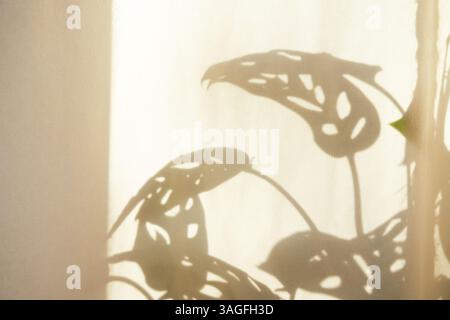 Schatten der Blätter der Monsteraaffenmaske. Sanftes goldenes Sonnenlicht dringt in das Innere ein und wirft einen eleganten Schatten von Blättern auf eine helle Wand, die warme neutrale Töne in einem skandinavischen minimalistischen Raum betont Stockfoto