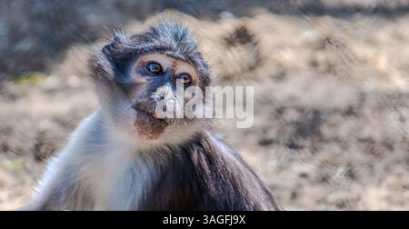 Eine Nahaufnahme von Cercocebus atys lunulatus - der Weissnaped Mangabey, Mund offen und Augen weit in neugieriger Reaktion. Stockfoto