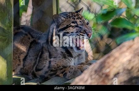 Formosan Clouded Leopard - Neofelis nebulosa brachyura, auf hölzerner Plattform mitten im Gähnen oder Vokalisieren, mit Zähnen und Zunge im Zoogehege. Stockfoto