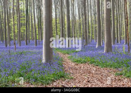 Zauberhafter Wald mit Blauglocken in Belgien. Stockfoto