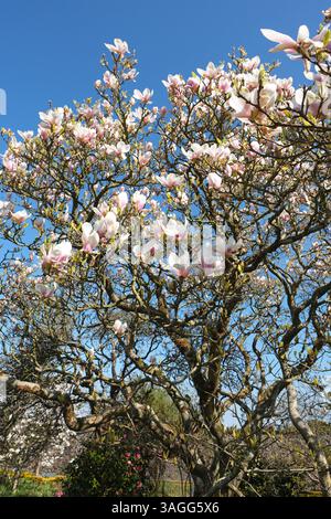 Magnolienbaum in voller Blüte bei Frühlingssonne - April Großbritannien Stockfoto