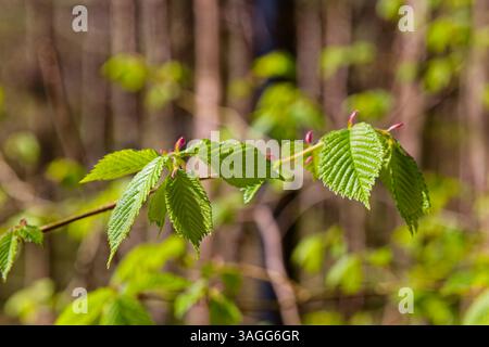 New Beech lässt im Frühjahr sonnenbeschienene Blätter auf einem Zweig Stockfoto