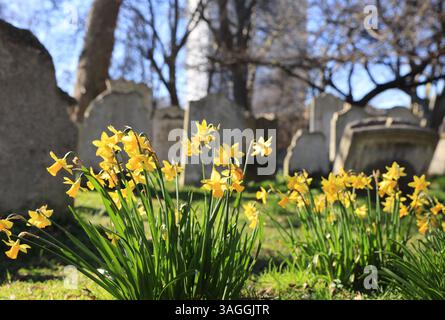Frühlingsnarzissen in Bunhill Fields, einem ehemaligen Grabstätte der Innenstadt, die bis in die 1660er Jahre zurückreicht, in London, Großbritannien Stockfoto