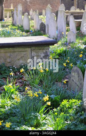 Frühlingsnarzissen in Bunhill Fields, einem ehemaligen Grabstätte der Innenstadt, die bis in die 1660er Jahre zurückreicht, in London, Großbritannien Stockfoto