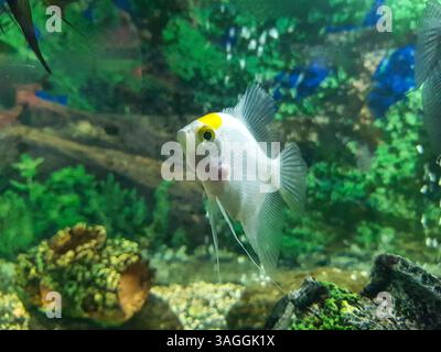 Entspannen Sie sich: Weißer Fisch in einer Glaswelt Stockfoto