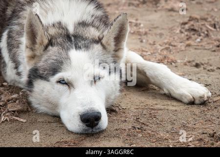 Nahaufnahme eines schönen Husky-Hundes mit blauen Augen, die auf dem Boden liegen. Ruhender sibirischer Husky im Freien. Niemand, Straßenfoto. Entspannender Hund, waagerecht Stockfoto