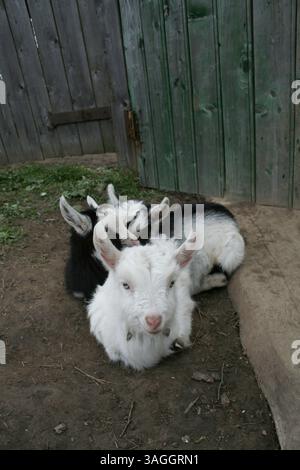 Drei Kinder in verschiedenen Farben ruhen friedlich auf dem grünen Gras in der Nähe eines alten Holzzauns aus, ihre weichen Wollkörper stehen im Kontrast zum Surro Stockfoto