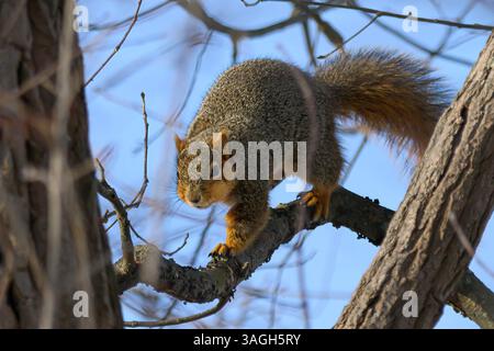 Eichhörnchen nähert sich der Kamera, während er auf einem hohen Baumschenkel läuft Stockfoto
