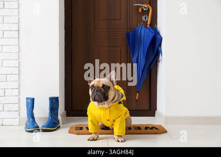 Süße französische Bulldogge mit Regenmantel in der Nähe der Tür im Flur Stockfoto