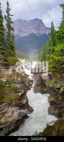 Athabasca Falls zwischen den Kiefern, Jasper NP, Kanada Stockfoto