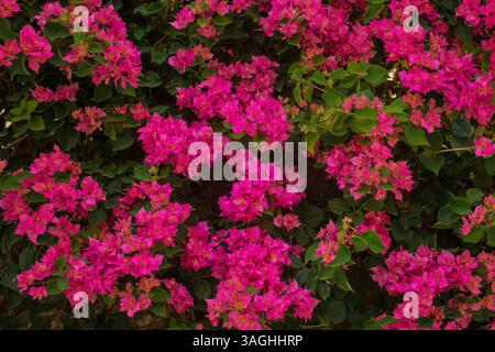 Leuchtend rosafarbene Bougainvillea-Blüten in voller Blüte, die einen üppigen grünen Busch bedecken. Tropische Pflanze im Sommergarten, Nahansicht. Stockfoto