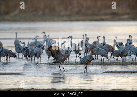 sandhill-Kraniche spielen während des Frühlingszugs auf dem Platte River bei Tagesanbruch Kearney, Nebraska. Stockfoto