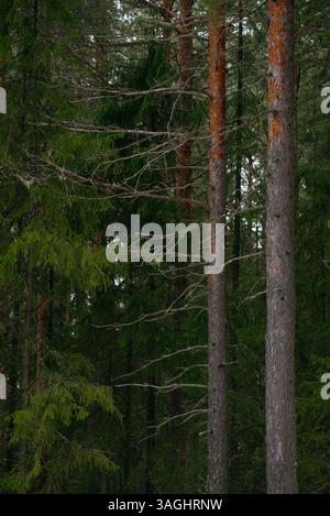 Frühlingswald. Landschaften mit Taiga-Bäumen am See. Stockfoto