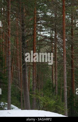 Frühlingswald. Landschaften mit Taiga-Bäumen am See. Stockfoto