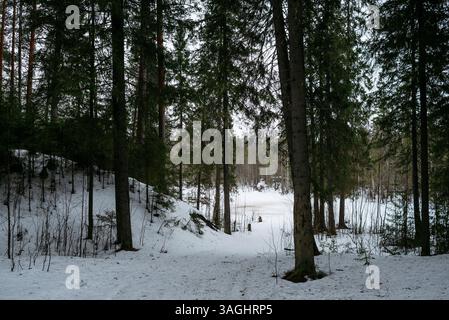 Frühlingswald. Landschaften mit Taiga-Bäumen am See. Stockfoto