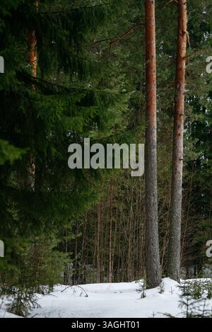 Frühlingswald. Landschaften mit Taiga-Bäumen am See. Stockfoto