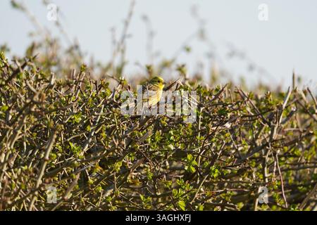 Männlicher Gelbhammer (emberiza citrinella), der im Frühjahr in einer Hecke thront, Cambridgeshire, Großbritannien Stockfoto
