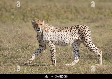 Mutter Gepard blickte auf ihre Jungen zurück, während sie im Gras lief Stockfoto