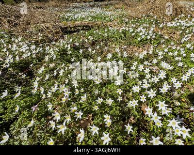 Ausgedehnter Blumenteppich von Holzanemonen bei der Rodung im Wald im Frühjahr im Landschaftsschutzgebiet, Deutschland, Europa Stockfoto