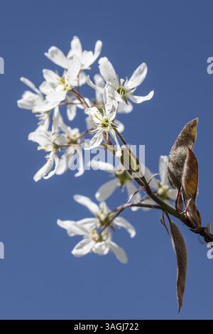 Kupferbirne (Amelanchier lamarckii), Emsland, Niedersachsen, Deutschland, Europa Stockfoto