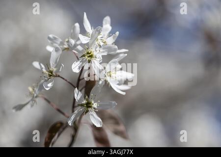 Kupferbirne (Amelanchier lamarckii), Emsland, Niedersachsen, Deutschland, Europa Stockfoto