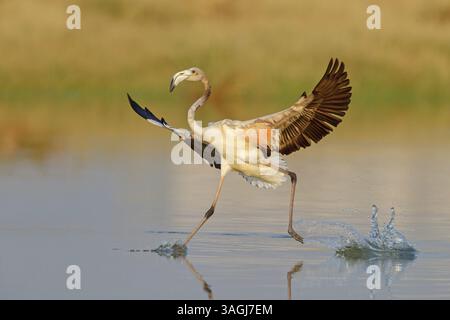 Pink Flamingo, (Phoenicopterus ruber), Phoenicopterus roseus, Tiere, Vögel, flamingo, Biotope, Lebensraum, Gewässer, Futtersuche, Lesbos, Salalah, Dhofar, G Stockfoto